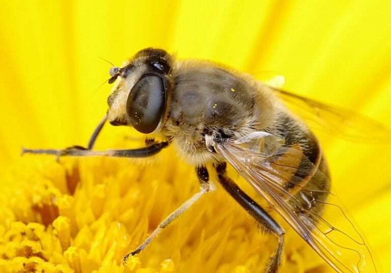 mucha, protective colors, bee, flower background, macro, nature, appearance, upodobnienie, for people, flower, yellow, pollen, flower wallpaper, closeup, flora, macro photography, plants, beautiful flowers, pollinate